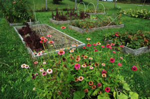 School Garden